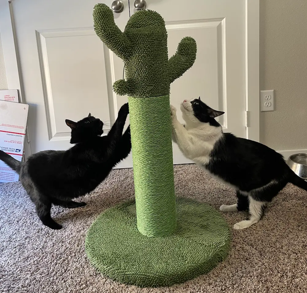 Bagheera & Sylvester